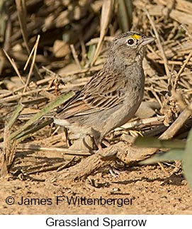 Grassland Sparrow - © James F Wittenberger and Exotic Birding LLC Grassland Sparrow - © James F Wittenberger and Exotic Birding LLC