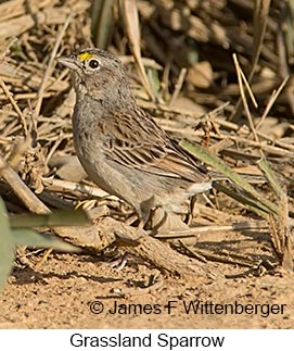 Grassland Sparrow - © James F Wittenberger and Exotic Birding LLC