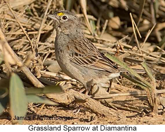 Grassland Sparrow - © James F Wittenberger and Exotic Birding LLC