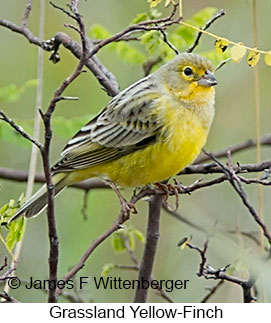 Grassland Yellow-Finch - © James F Wittenberger and Exotic Birding LLC