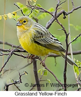 Grassland Yellow-Finch - © James F Wittenberger and Exotic Birding LLC