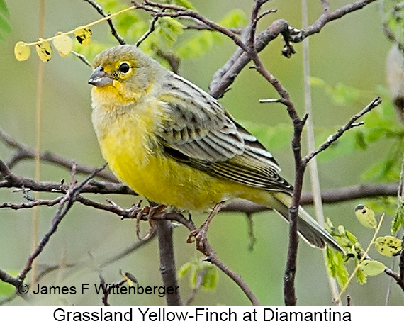 Grassland Yellow-Finch - © James F Wittenberger and Exotic Birding LLC