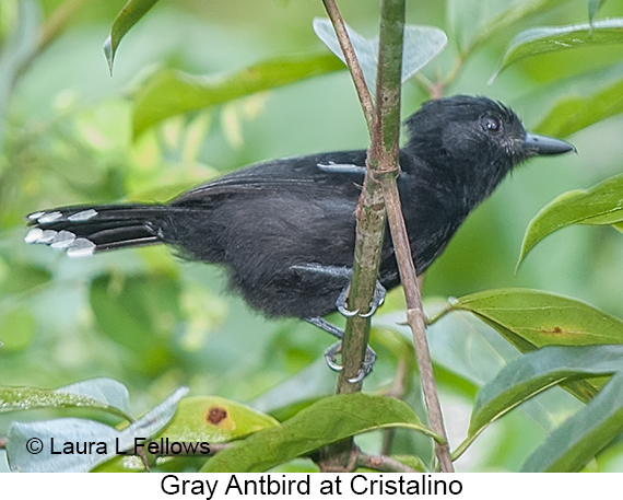 Gray Antbird - © Laura L Fellows and Exotic Birding LLC