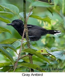 Gray Antbird - © Laura L Fellows and Exotic Birding LLC