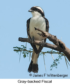 Gray-backed Fiscal - © James F Wittenberger and Exotic Birding LLC