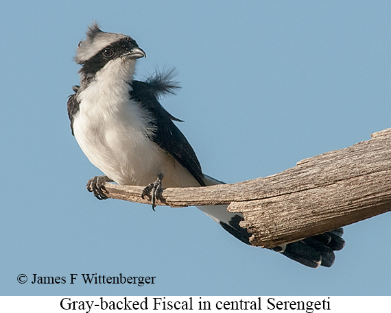 Gray-backed Fiscal - © James F Wittenberger and Exotic Birding LLC