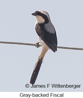 Gray-backed Fiscal - © James F Wittenberger and Exotic Birding LLC