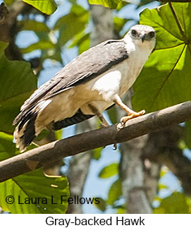 Gray-backed Hawk - © Laura L Fellows and Exotic Birding LLC