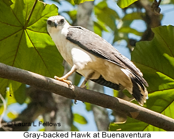 Gray-backed Hawk - © Laura L Fellows and Exotic Birding LLC