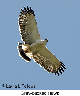 Gray-backed Hawk - © Laura L Fellows and Exotic Birding LLC