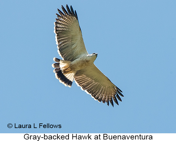Gray-backed Hawk - © Laura L Fellows and Exotic Birding LLC