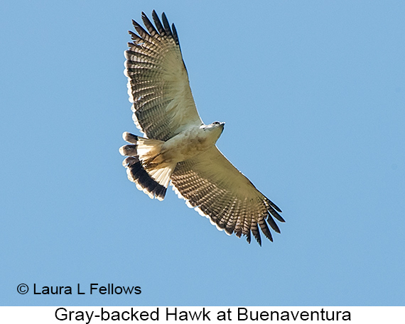 Gray-backed Hawk - © Laura L Fellows and Exotic Birding LLC Gray-backed Hawk - © Laura L Fellows and Exotic Birding LLC