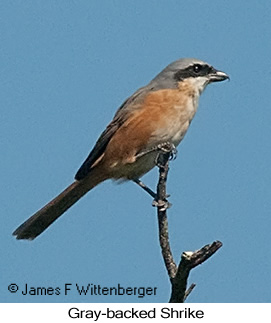 Gray-backed Shrike - © James F Wittenberger and Exotic Birding LLC