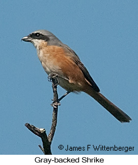 Gray-backed Shrike - © James F Wittenberger and Exotic Birding LLC