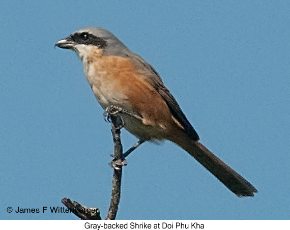 Gray-backed Shrike - © James F Wittenberger and Exotic Birding LLC