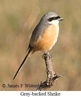 Gray-backed Shrike - © James F Wittenberger and Exotic Birding LLC Gray-backed Shrike - © James F Wittenberger and Exotic Birding LLC