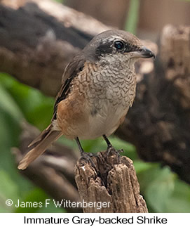 Gray-backed Shrike - © James F Wittenberger and Exotic Birding LLC