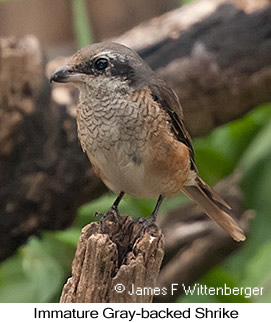 Gray-backed Shrike - © James F Wittenberger and Exotic Birding LLC
