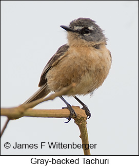 Gray-backed Tachuri - © James F Wittenberger and Exotic Birding LLC