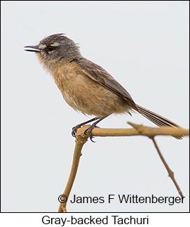 Gray-backed Tachuri - © James F Wittenberger and Exotic Birding LLC