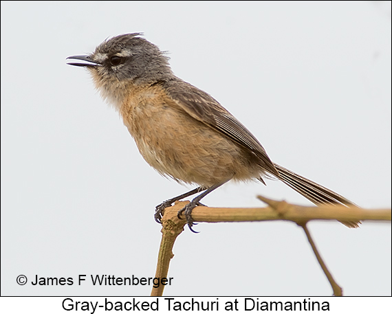 Gray-backed Tachuri - © James F Wittenberger and Exotic Birding LLC Gray-backed Tachuri - © James F Wittenberger and Exotic Birding LLC