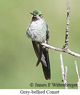Gray-bellied Comet - &copy; James F Wittenberger and Exotic Birding LLC