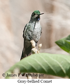 Gray-bellied Comet - &copy; James F Wittenberger and Exotic Birding LLC