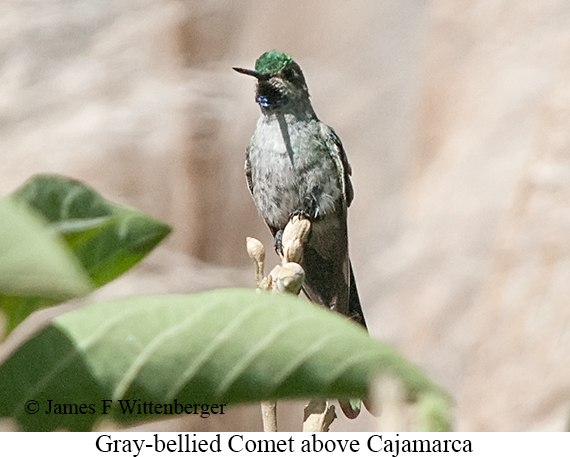 Gray-bellied Comet - &copy; James F Wittenberger and Exotic Birding LLC