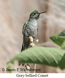 Gray-bellied Comet - &copy; James F Wittenberger and Exotic Birding LLC