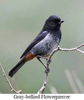 Gray-bellied Flowerpiercer - courtesy Cesar Bollatty