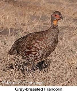 Gray-breasted Francolin - © James F Wittenberger and Exotic Birding LLC Gray-breasted Francolin - © James F Wittenberger and Exotic Birding LLC