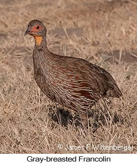 Gray-breasted Francolin - © James F Wittenberger and Exotic Birding LLC