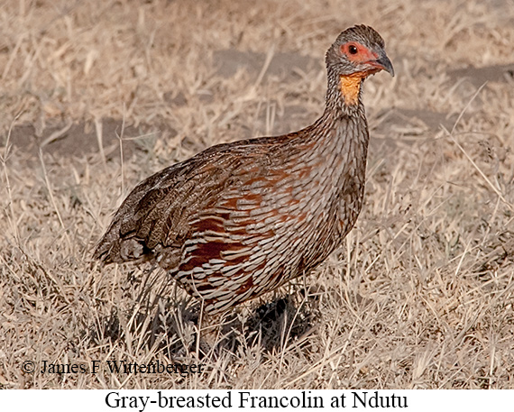 Gray-breasted Francolin - © James F Wittenberger and Exotic Birding LLC