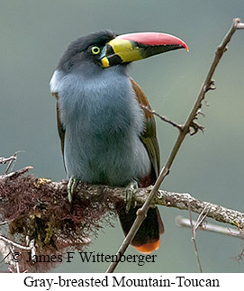 Gray-breasted Mountain-Toucan - © James F Wittenberger and Exotic Birding LLC