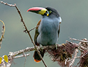 Gray-breasted Mountain-Toucan - © James F Wittenberger and Exotic Birding LLC