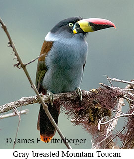 Gray-breasted Mountain-Toucan - © James F Wittenberger and Exotic Birding LLC