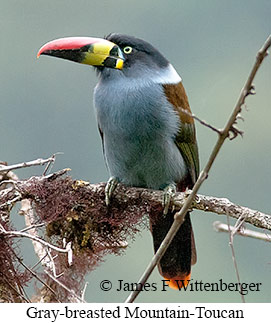 Gray-breasted Mountain-Toucan - © James F Wittenberger and Exotic Birding LLC