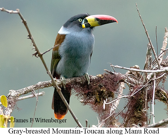 Gray-breasted Mountain-Toucan - © James F Wittenberger and Exotic Birding LLC