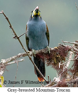 Gray-breasted Mountain-Toucan - © James F Wittenberger and Exotic Birding LLC