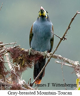 Gray-breasted Mountain-Toucan - © James F Wittenberger and Exotic Birding LLC Gray-breasted Mountain-Toucan - © James F Wittenberger and Exotic Birding LLC