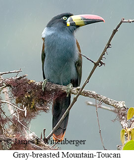 Gray-breasted Mountain-Toucan - © James F Wittenberger and Exotic Birding LLC