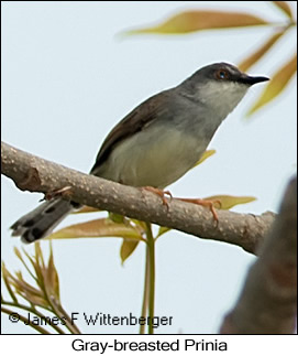 Gray-breasted Prinia - © James F Wittenberger and Exotic Birding LLC