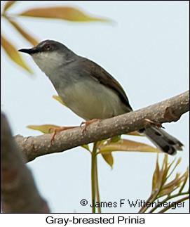 Gray-breasted Prinia - © James F Wittenberger and Exotic Birding LLC