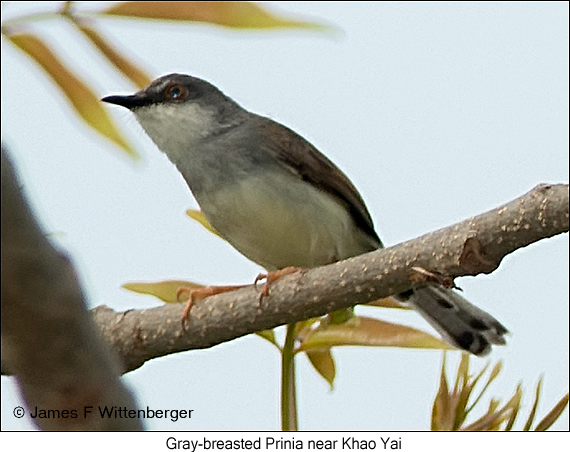 Gray-breasted Prinia - © James F Wittenberger and Exotic Birding LLC