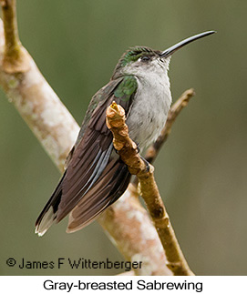 Gray-breasted Sabrewing - © James F Wittenberger and Exotic Birding LLC Gray-breasted Sabrewing - © James F Wittenberger and Exotic Birding LLC