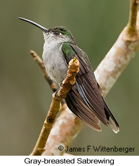 Gray-breasted Sabrewing - © James F Wittenberger and Exotic Birding LLC