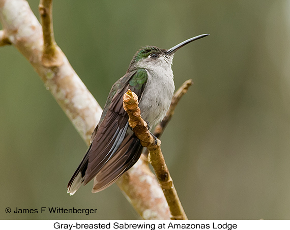Gray-breasted Sabrewing - © James F Wittenberger and Exotic Birding LLC Gray-breasted Sabrewing - © James F Wittenberger and Exotic Birding LLC