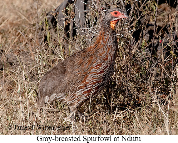 Gray-breasted Spurfowl - &copy; James F Wittenberger and Exotic Birding LLC