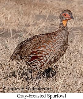 Gray-breasted Spurfowl - &copy; James F Wittenberger and Exotic Birding LLC