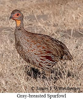 Gray-breasted Spurfowl - &copy; James F Wittenberger and Exotic Birding LLC